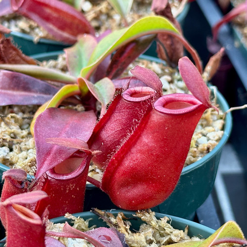 Nepenthes Lady Luck