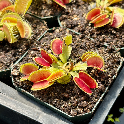 Addon: #88756, Big Mouth Flytrap