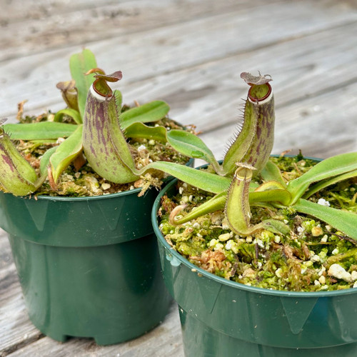 Nepenthes albomarginata Kuching Spotted