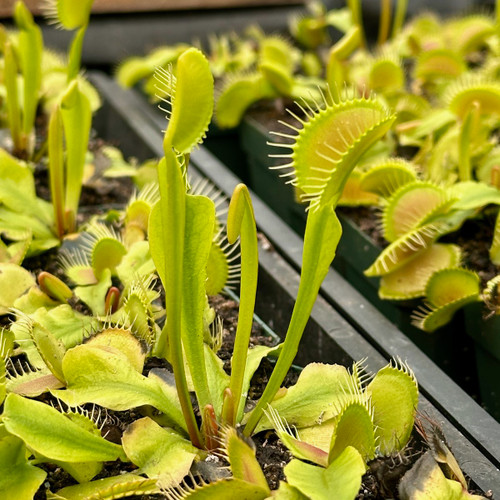 Towering Giant Flytrap