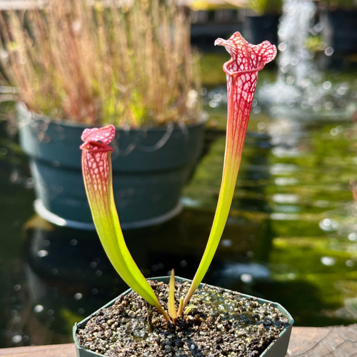 Sarracenia  Mississippi