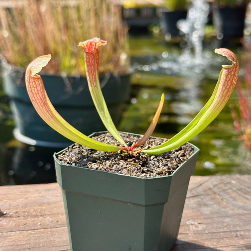 Q/A #62 - Sarracenia Isn't Breaking Dormancy - Sarracenia Northwest