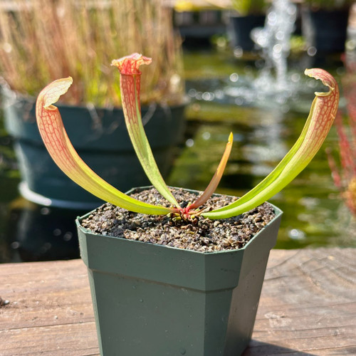 Sarracenia  Philadelphia