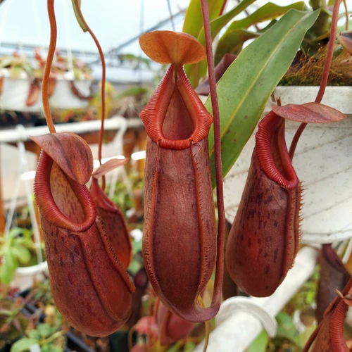 Nepenthes burkei x pitopangii