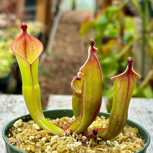 Heliamphora Black Cherry