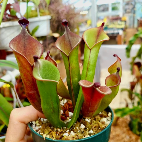 Heliamphora Black Cherry