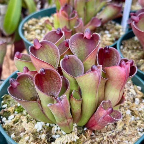 Heliamphora pulchella Apacapa