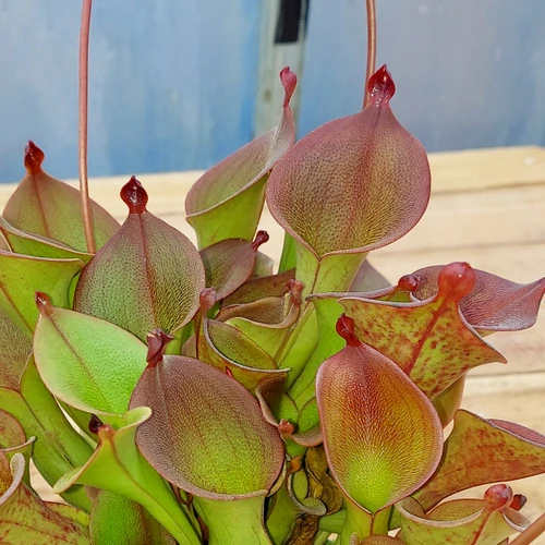 Heliamphora ionasi Elegance