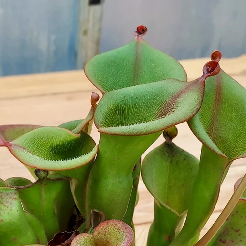 Heliamphora ionasi Zappergeck