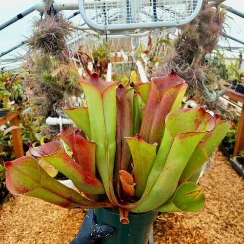 Heliamphora folliculata