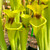 Sarracenia flava rugelii