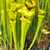 Sarracenia flava rugelii