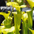 Sarracenia flava maxima