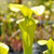 Sarracenia flava maxima