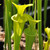 Sarracenia flava maxima for Sale