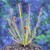 Drosera hybrida for Sale