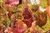 Sarracenia purpurea montana "Turtle Bog"