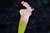 Sarracenia leucophylla, "Cool White"