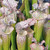 Sarracenia leucophylla, Lil' Big Mouth