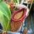Nepenthes ventricosa x talangensis, mother plant.