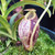 Nepenthes glabratra x aristolochioides, mother plant.