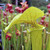 Sarracenia Extreme Green