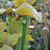 Sarracenia Extreme Green for Sale