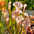 Sarracenia Fledgling for Sale Sarracenia Fledgling for Sale