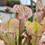 Sarracenia Fledgling Sarracenia Fledgling