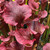 Sarracenia Hank for Sale Sarracenia Hank for Sale
