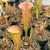 Sarracenia Bug Bat for Sale