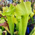 Sarracenia x mitchelliana "Green"