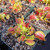 Dionaea Venus Flytrap