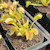 Dionaea muscipula King Henry Flytrap Dionaea muscipula King Henry Flytrap