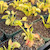Dionaea muscipula King Henry Flytrap Dionaea muscipula King Henry Flytrap