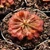 Drosera spatulata
