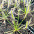 Drosera capensis, White Leaf, for Sale Drosera capensis, White Leaf, for Sale