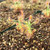 Drosera scorpiodes for Sale