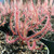 Drosera multifida extrema in 4-inch pot for sale.