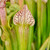 Sarracenia Spade