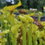 Sarracenia x Don's Flava [LRG]