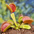 Dionaea muscipula B52 Flytrap