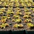 Dionaea Big Mouth Flytrap
