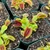 Dionaea Big Mouth Flytrap
