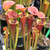 Sarracenia flava atropurpurea Sarracenia flava atropurpurea