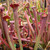 Sarracenia rubra gulfensis