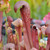 Sarracenia Red Minor for sale.