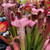 Sarracenia leucophylla x minor