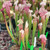 Sarracenia leucophylla x mitcheliiana Sarracenia leucophylla x mitcheliiana
