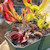 Collection of Outdoor Perennials
